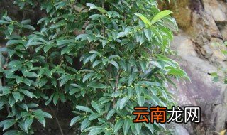 南蛇藤的栽培方法 南蛇藤什么时候移栽