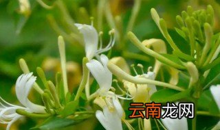 人工栽培金银花种植方法，种植金银花技术方法