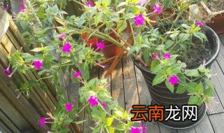 紫茉莉种子什么时候采收 紫茉莉什么时候播种
