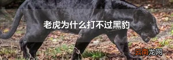 老虎为什么打不过黑豹