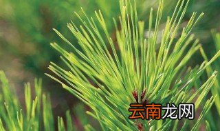 松叶该怎么栽培 落叶松怎么栽能活