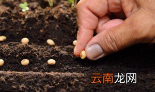 金玉满堂怎么种种子 金玉满堂种子怎么栽培