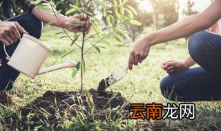 红豆杉大树怎么样移根栽培 大红豆杉移栽方法