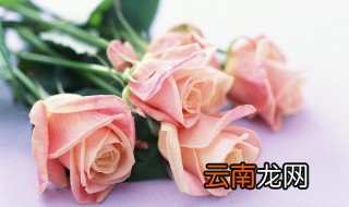 玫瑰花枝怎么栽培才能活，玫瑰花枝怎么养活
