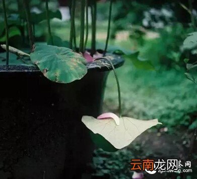 懂得进退，方能成就人生