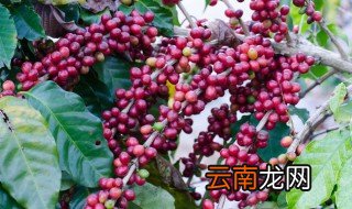 红豆杉的栽培技术 红豆杉怎么栽培