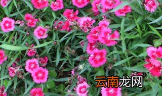 五彩石竹播种方法 五彩石竹如何播种