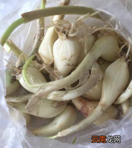 荞头怎么炒好吃
