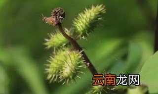 苍耳是靠什么传播种子的方法 苍耳是靠什么传播种子的