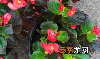 四季海棠怎么培植 四季海棠怎么能栽培