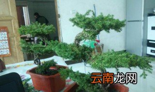 迎客松树苗栽培方法 迎客松树苗怎么培养