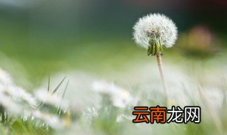 蒲公英如何种植技术 蒲公英的栽培方法