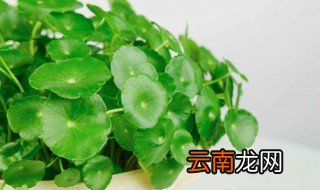 铜钱草的培植方法 铜钱草几种栽培方法