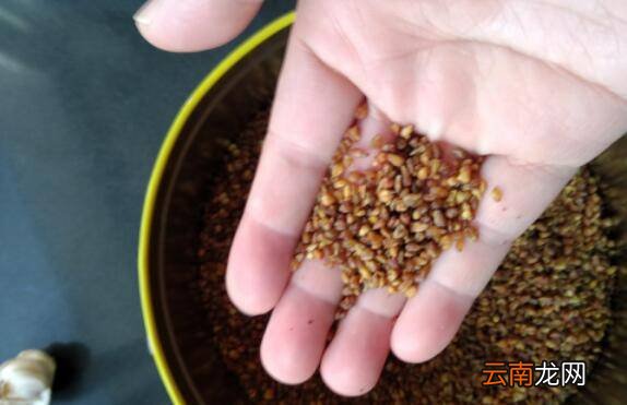 荞麦茶怎么炒