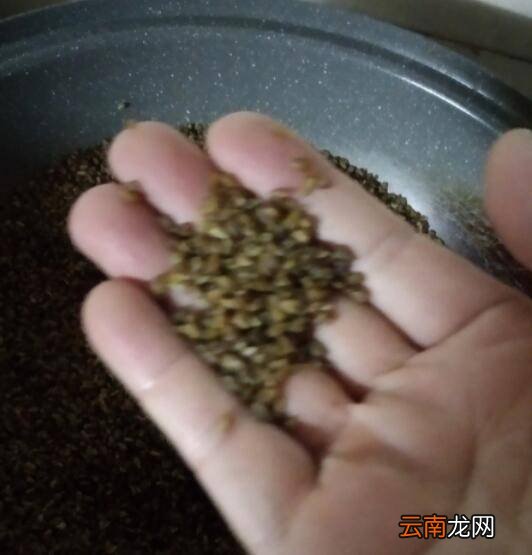 荞麦茶怎么炒
