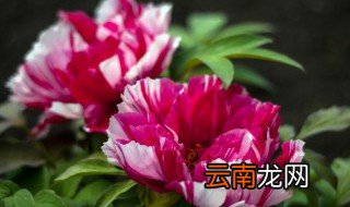 草本牡丹盆栽怎么栽培 盆栽牡丹花的种植方法