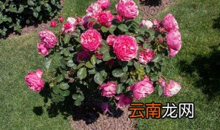 树状月季是怎么栽培的，树状月季的养殖方法