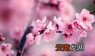 刚买的红梅苗怎么栽培 红梅苗怎么种