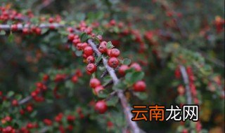 平枝栒子怎么栽培 平枝栒子种植密度