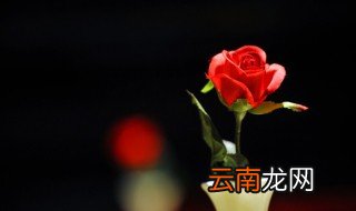 玫瑰花的观察记录卡怎么写 玫瑰花的观察记录卡如何写