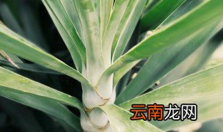 剑麻怎么栽培 剑麻的栽培技术