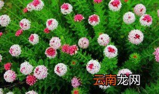 头痛花怎么栽培，花的栽种方法