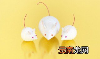 老鼠是什么动物类型 老鼠属于哪个动物类型