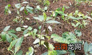 三七栽培方法，三七的人工栽培