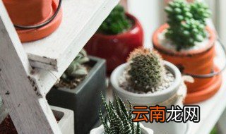 无土栽培肥料怎么来的 无土栽培用什么肥料