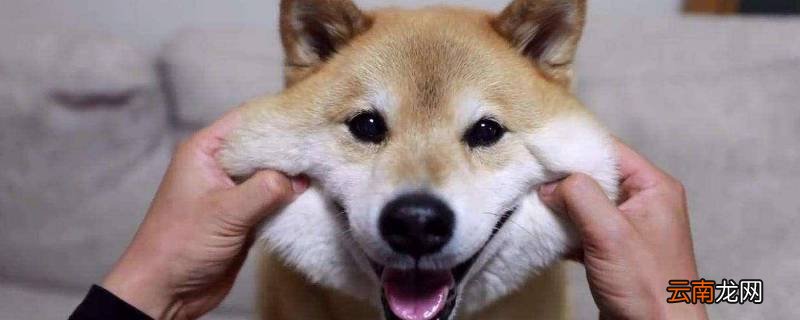 柴犬不小心舔了生肉怎么办