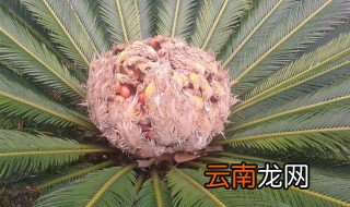 铁树栽培方法 铁树怎样栽培养殖