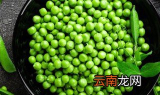 菜豌豆的种植方法 水栽培豌豆菜怎么种
