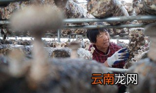 黄冈食用菌生产基地 黄石栽培食用菌怎么种植