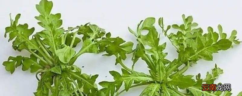 荠菜怎么炒好吃