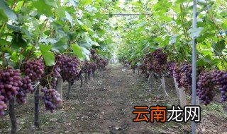 葡萄栽培方法，葡萄栽培方法是自然放置吗