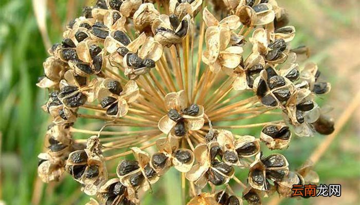 韭菜籽种下土多久能发芽 韭菜的生长条件