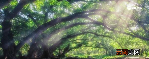 鸟的天堂在哪里 鸟的天堂在哪个地方