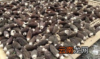 羊肚菌栽培方法 羊肚菌栽培要点