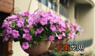 垂吊矮牵牛的栽培方法 垂吊矮牵牛的种植方法