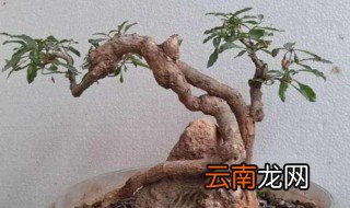山上挖枸杞盆栽培方法 枸杞子下山桩怎样栽
