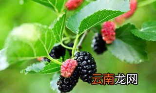 桑葚树养殖方法 野生桑葚树的栽培方法
