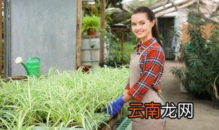 辟邪旺宅旺财的阳台植物 阴台放什么植物招财又旺宅