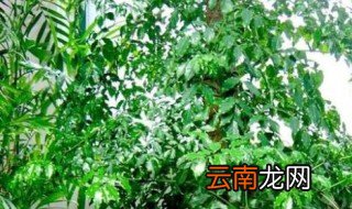 客厅摆什么花招财又旺宅，客厅摆什么花好 招财