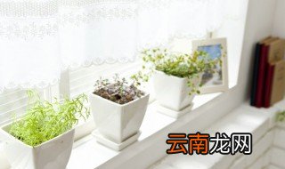 办公室植物招财又旺宅 办公室旺财的绿植