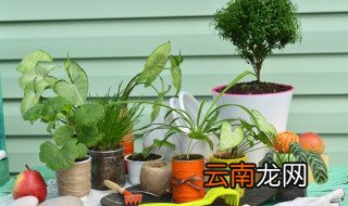 最旺宅的植物招财 招财又旺宅的室内植物