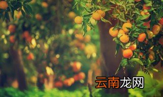 院子里种哪种树招财又旺宅 院子种什么树招财又旺宅