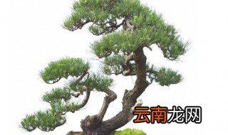 黑松种子种植方法，黑松种子种植方法和注意事项