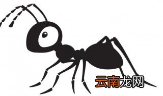 卧室有蚂蚁是什么兆头,卧室有蚂蚁是什么原因