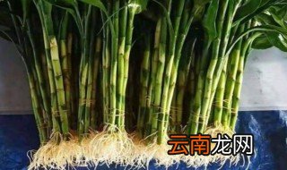 转运竹养几支最旺运风水 转运竹养几个风水最好