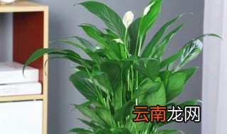 什么盆栽招财旺财 招财又旺宅的盆栽